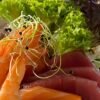 JM6 Summit Sashimi Combo